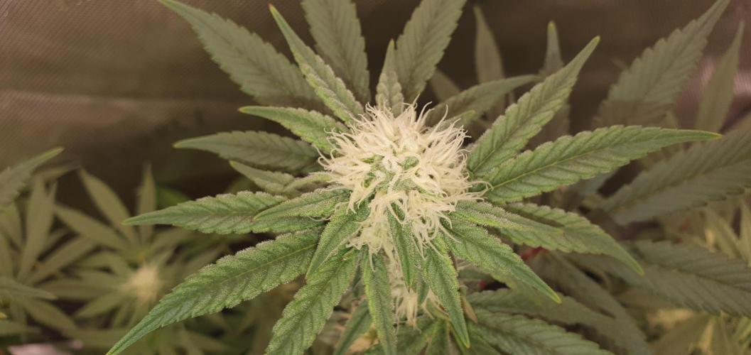 Daweed 4. Week 12 - Granny Candy