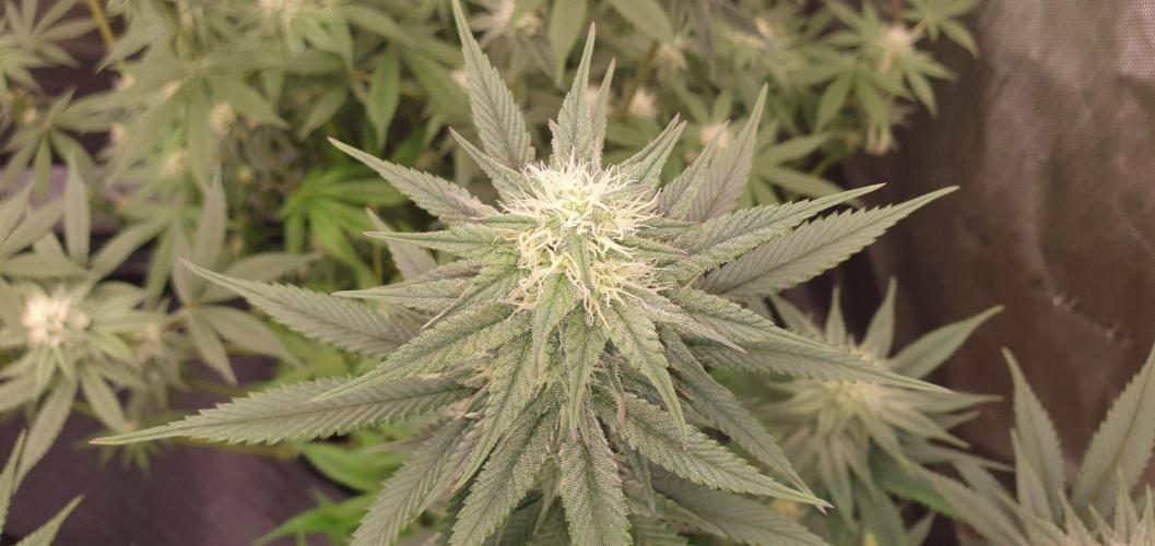 Daweed 4. Week 12 - Granny Candy