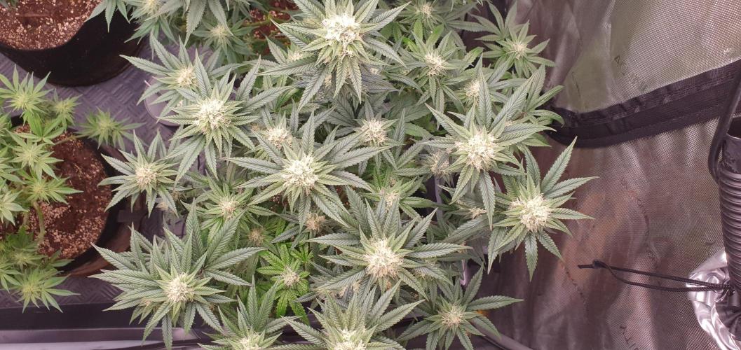 Daweed 4. Week 12 - Granny Candy 77cm