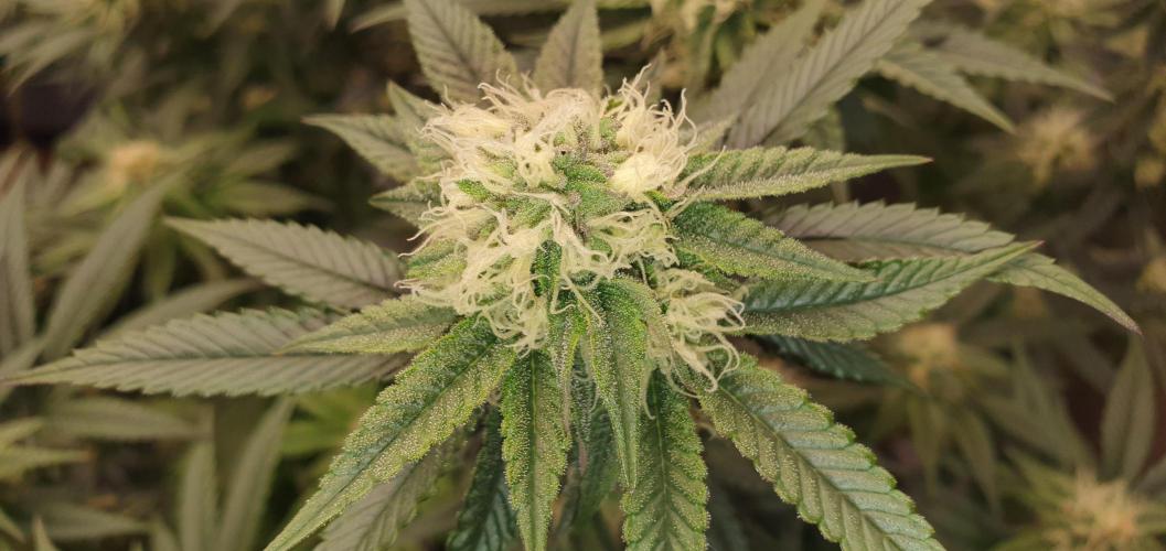 Daweed 4. Week 12 - Granny Candy