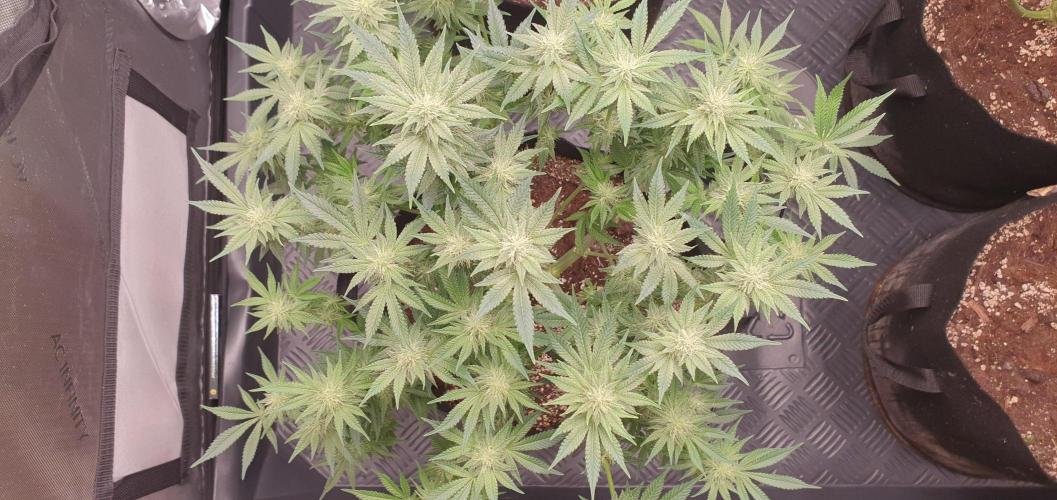 Daweed 4. Week 12 - Mimosa EVO 44cm