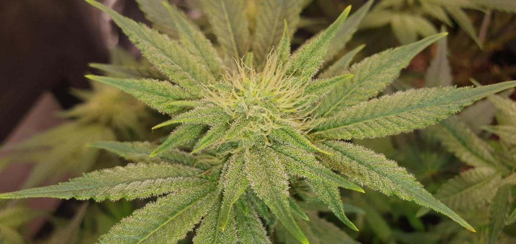 Daweed 4. Week 12 - Mimosa EVO