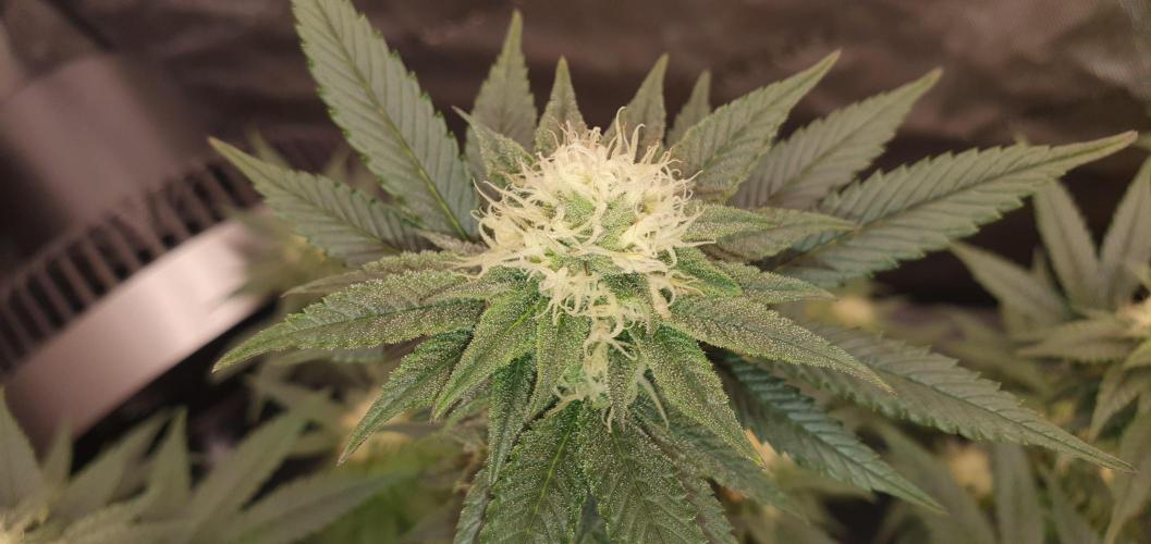 Daweed 4. Week 12 - Gelato