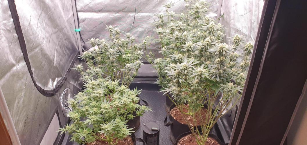 Daweed 4. Week 12 - ALL MY GIRLS
