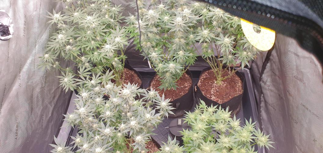 Daweed 4. Week 12 - ALL MY GIRLS