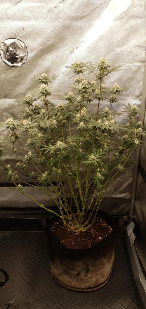 Daweed 4. Week 13 - Granny Candy 80cm