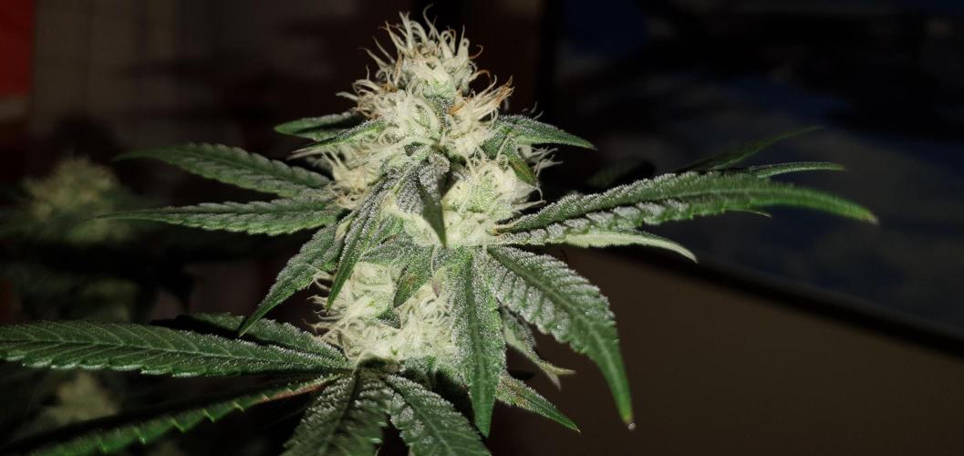 Daweed 4. Week 13 - Granny Candy 80cm