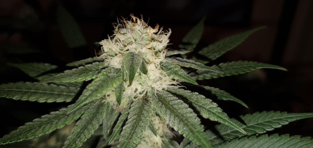 Daweed 4. Week 13 - Granny Candy 80cm