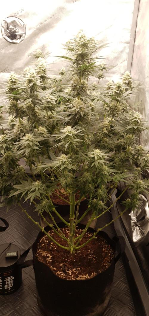 Daweed 4. Week 13 - Granny Candy 80cm