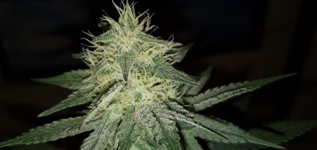 Daweed 4. Week 13 - Granny Candy 80cm