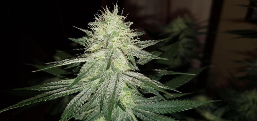 Daweed 4. Week 13 - Granny Candy 80cm