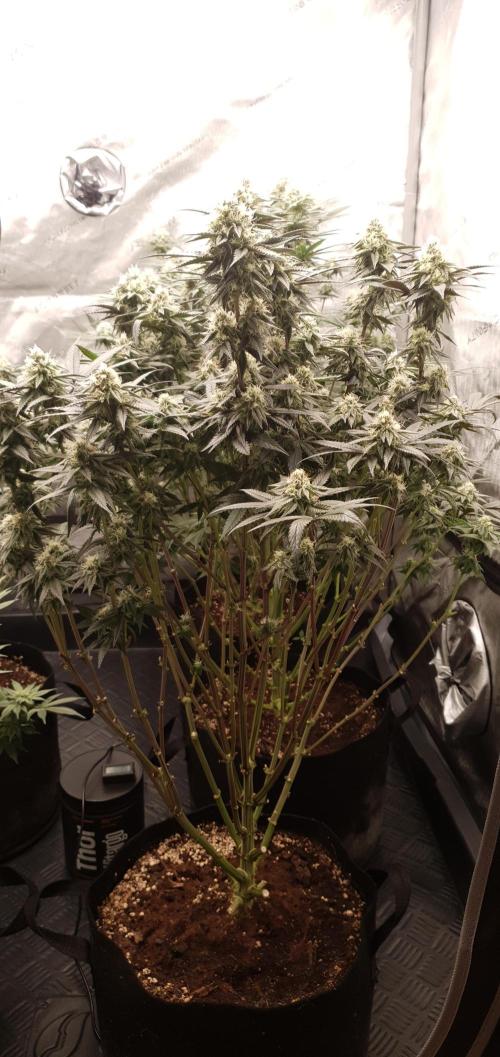 Daweed 4. Week 13 - Granny Candy 79cm
