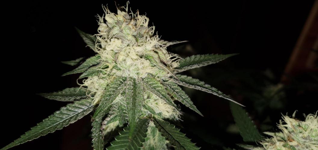 Daweed 4. Week 13 - Granny Candy 79cm