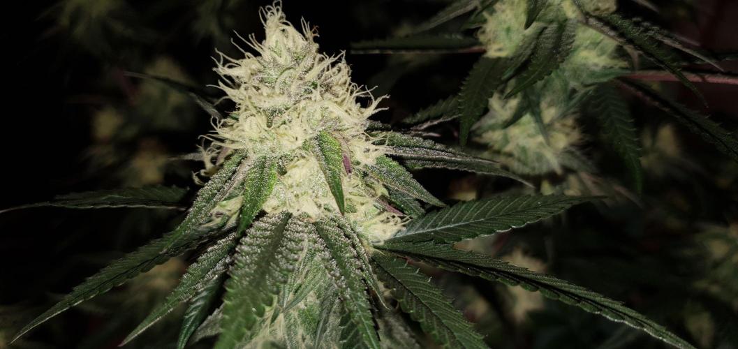 Daweed 4. Week 13 - Granny Candy 79cm