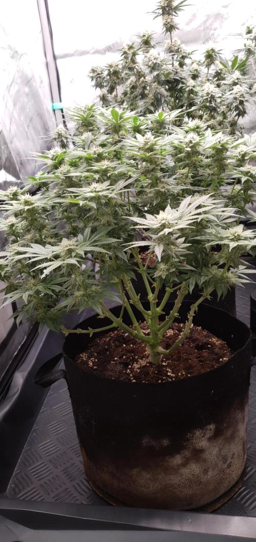 Daweed 4. Week 13 - Mimosa EVO 45cm