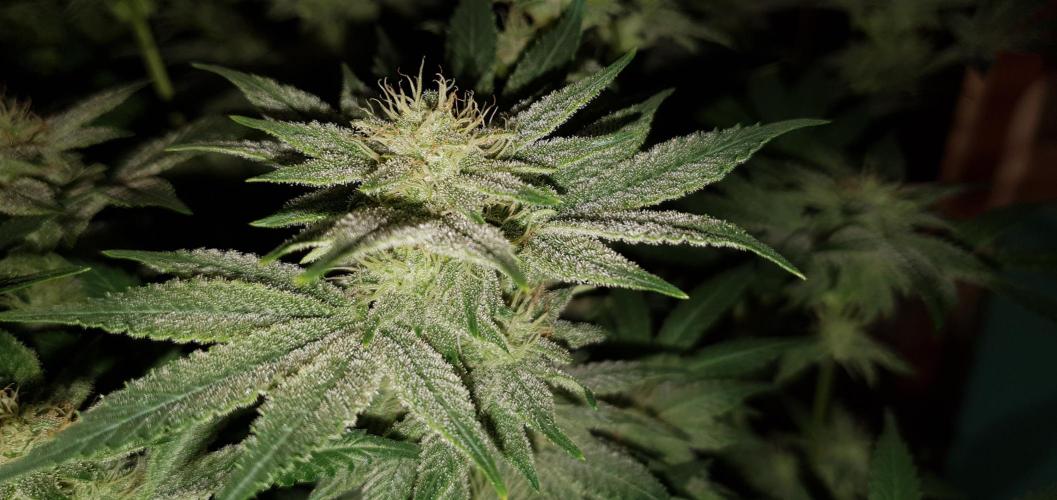 Daweed 4. Week 13 - Mimosa EVO 45cm