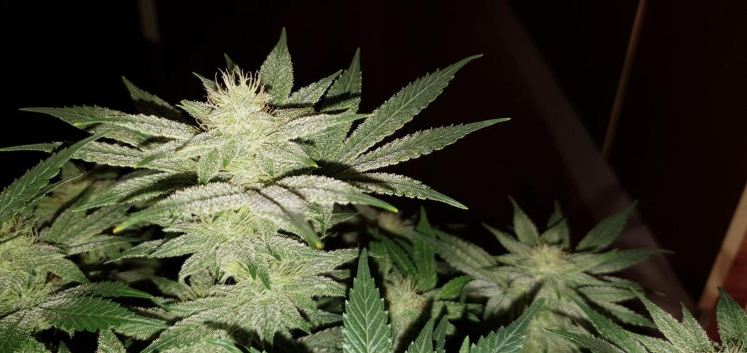 Daweed 4. Week 13 - Mimosa EVO 45cm