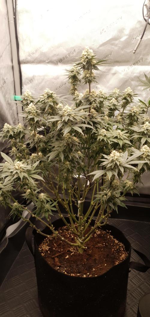 Daweed 4. Week 13 - Gelato 46cm