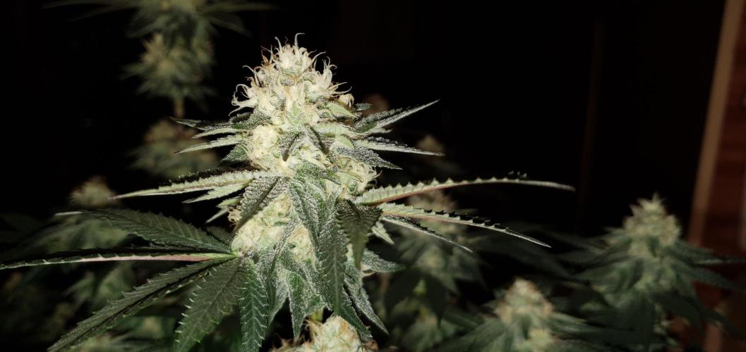 Daweed 4. Week 13 - Gelato 46cm
