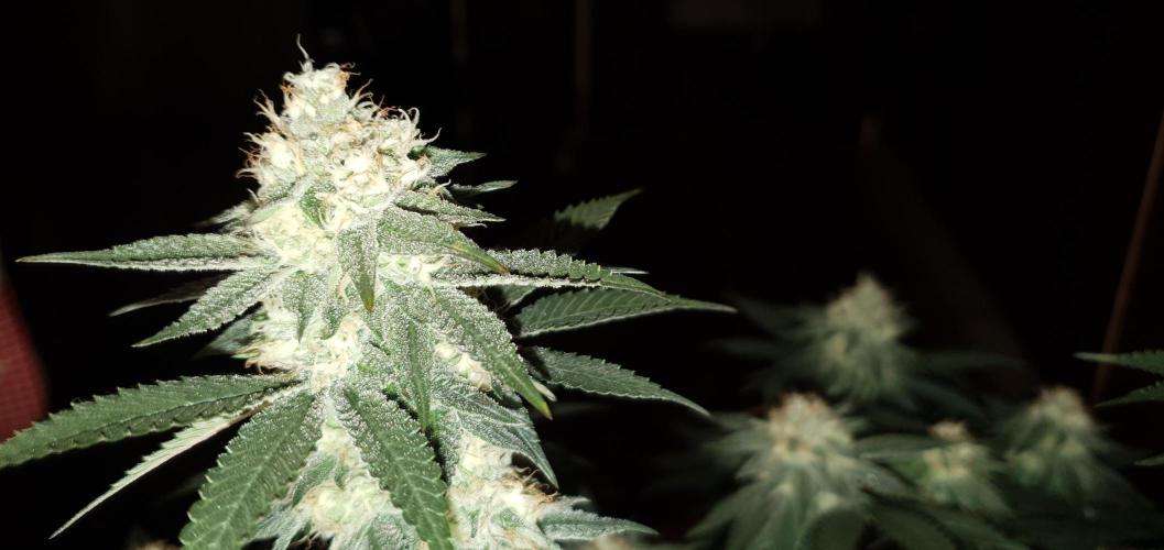 Daweed 4. Week 13 - Gelato 46cm