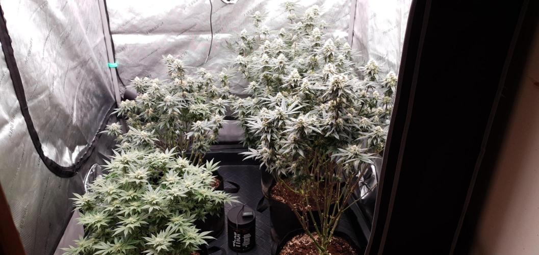 Daweed 4. Week 13 - ALL MY GIRLS