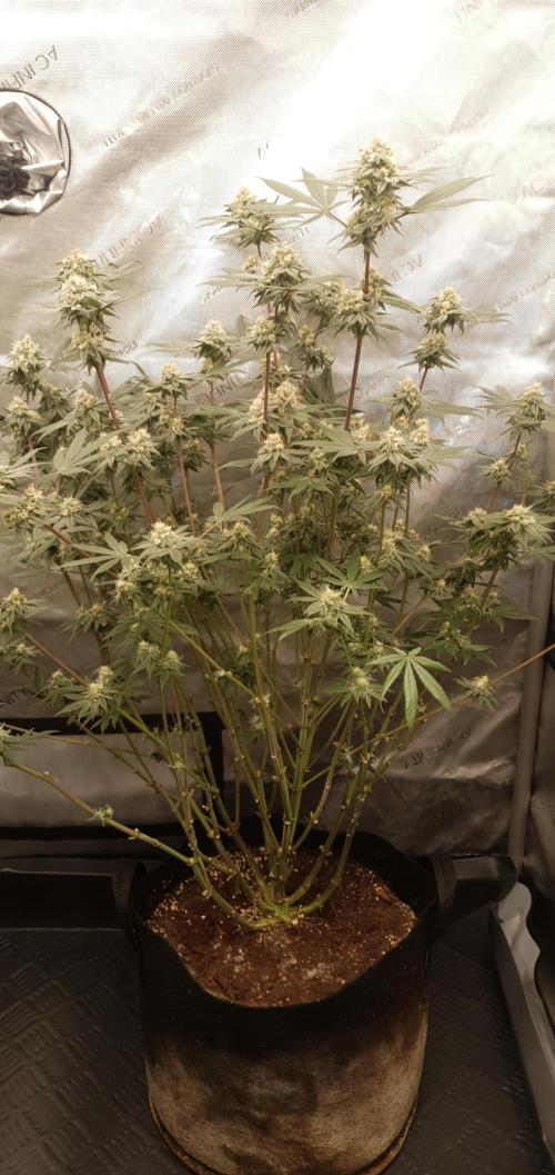 Daweed 4. Week 14 - Granny Candy 81cm