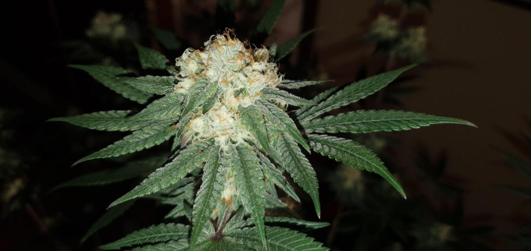 Daweed 4. Week 14 - Granny Candy 81cm