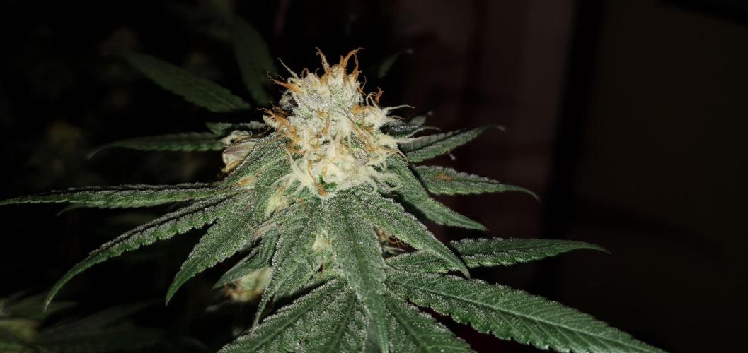 Daweed 4. Week 14 - Granny Candy 81cm