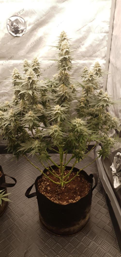 Daweed 4. Week 14 - Granny Candy 81cm