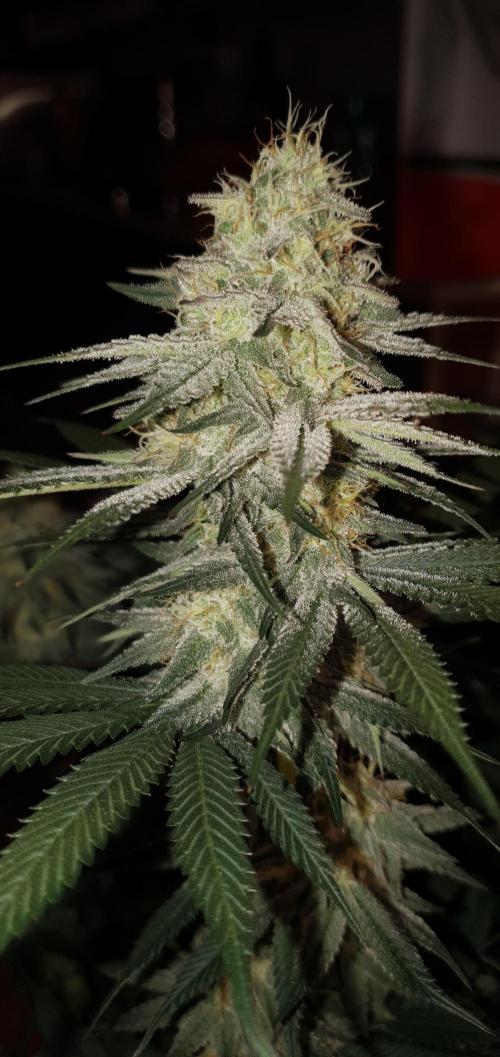 Daweed 4. Week 14 - Granny Candy 81cm