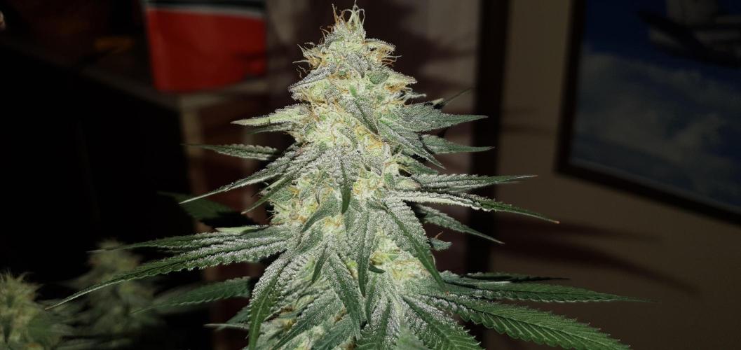 Daweed 4. Week 14 - Granny Candy 81cm