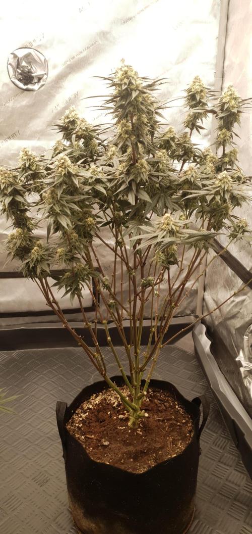 Daweed 4. Week 14 - Granny Candy 79cm