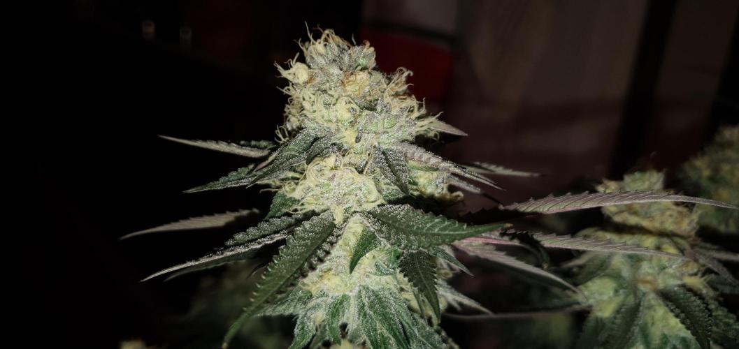 Daweed 4. Week 14 - Granny Candy 79cm
