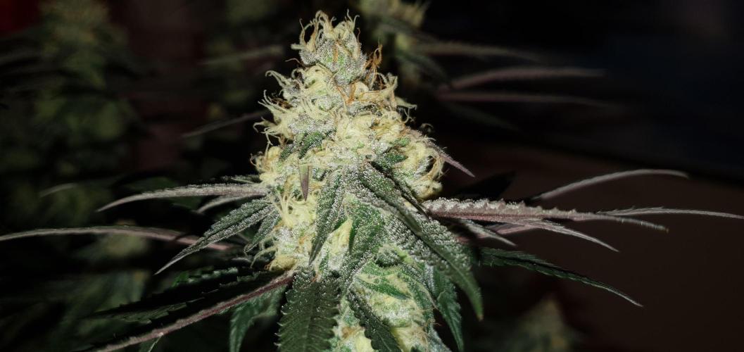 Daweed 4. Week 14 - Granny Candy 79cm