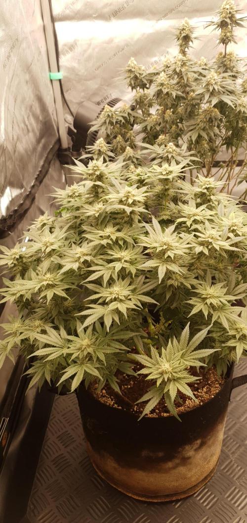 Daweed 4. Week 14 - Mimosa EVO 45cm