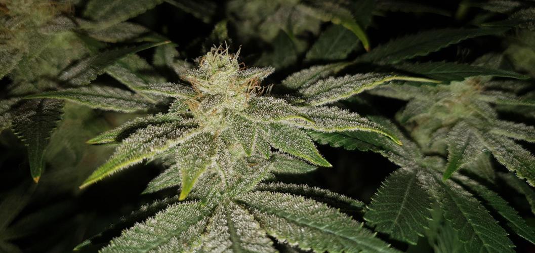 Daweed 4. Week 14 - Mimosa EVO 45cm