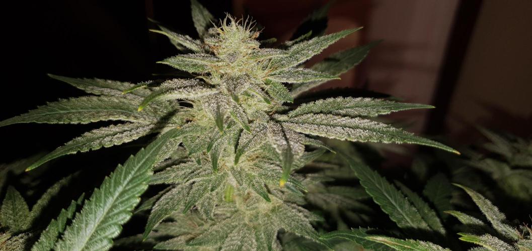 Daweed 4. Week 14 - Mimosa EVO 45cm