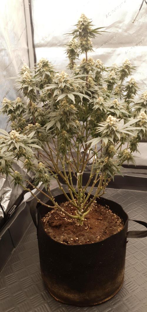 Daweed 4. Week 14 - Gelato 65cm