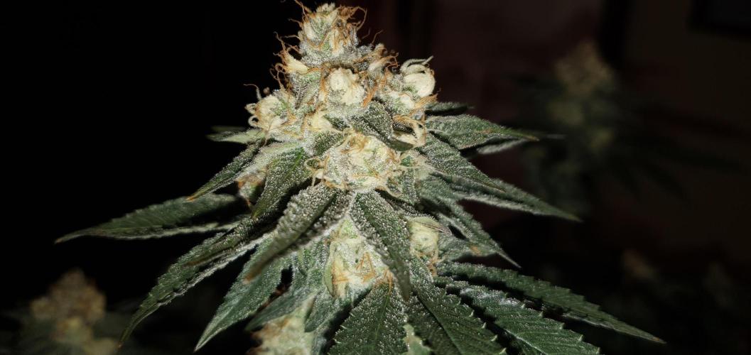 Daweed 4. Week 14 - Gelato 65cm