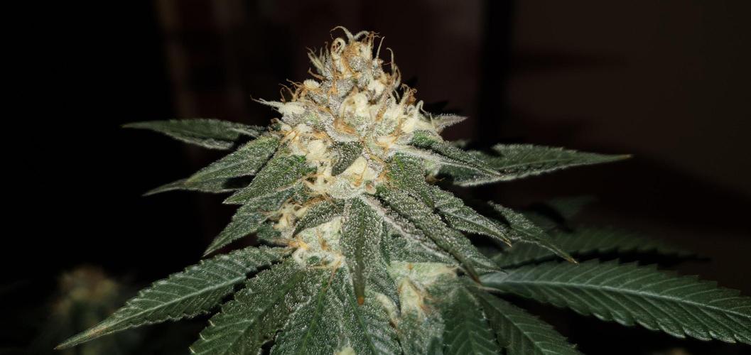 Daweed 4. Week 14 - Gelato 65cm