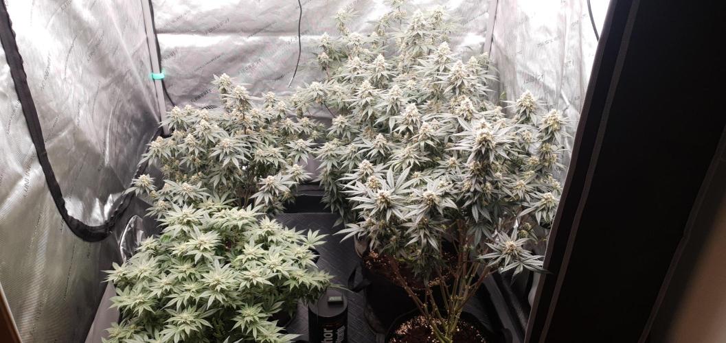 Daweed 4. Week 14 - ALL MY GIRLS