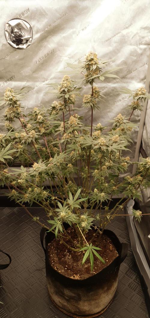 Daweed 4. Week 15 - Granny Candy 81cm
