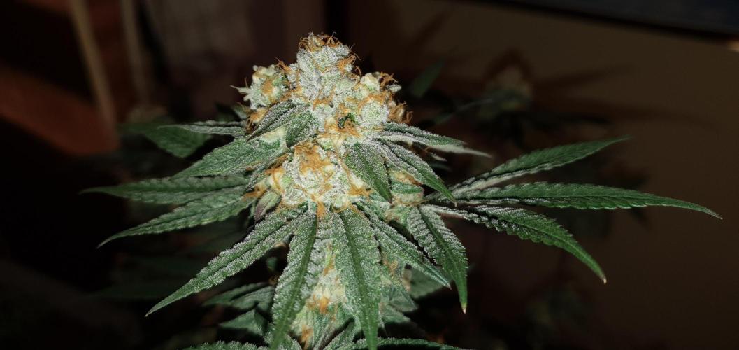 Daweed 4. Week 15 - Granny Candy 81cm