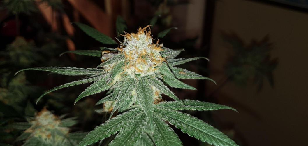 Daweed 4. Week 15 - Granny Candy 81cm