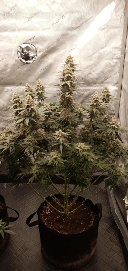Daweed 4. Week 15 - Granny Candy 81,5cm