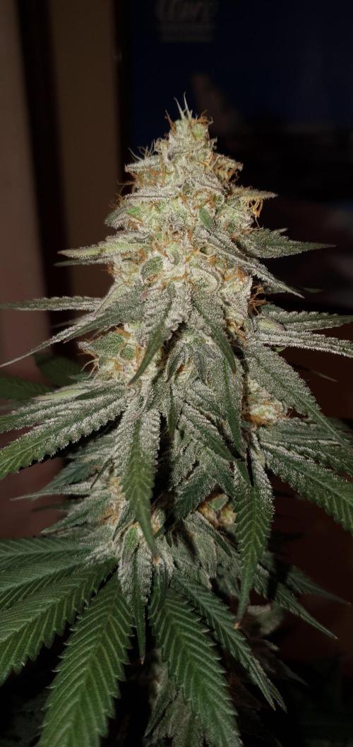 Daweed 4. Week 15 - Granny Candy 81,5cm