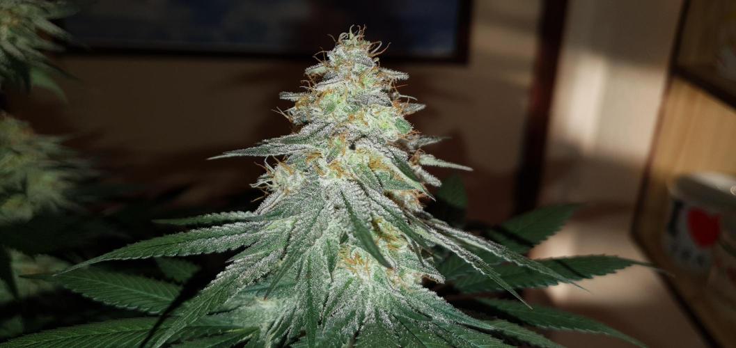 Daweed 4. Week 15 - Granny Candy 81,5cm
