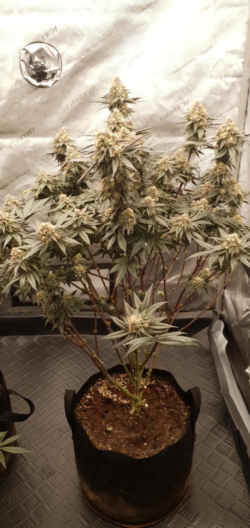 Daweed 4. Week 15 - Granny Candy 80cm