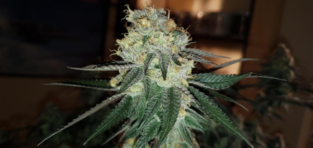 Daweed 4. Week 15 - Granny Candy 80cm