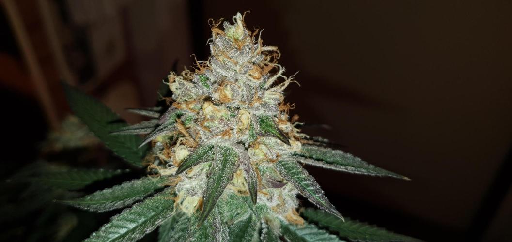 Daweed 4. Week 15 - Granny Candy 80cm
